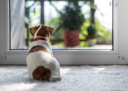 Comment choisir une alarme pour maison avec animaux ?